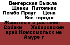 Венгерская Выжла. Щенки. Питомник Лембо Праут. › Цена ­ 35 000 - Все города Животные и растения » Собаки   . Хабаровский край,Комсомольск-на-Амуре г.